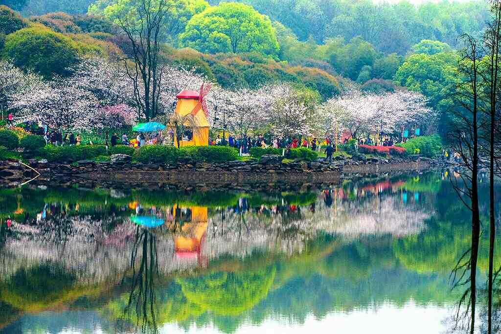 湖南省植物园樱花湖图片