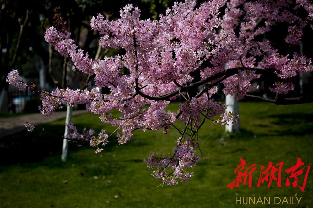 3月,长沙晓园公园樱花初开,一树繁华