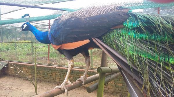 售价高达5000元每只的雄孔雀.