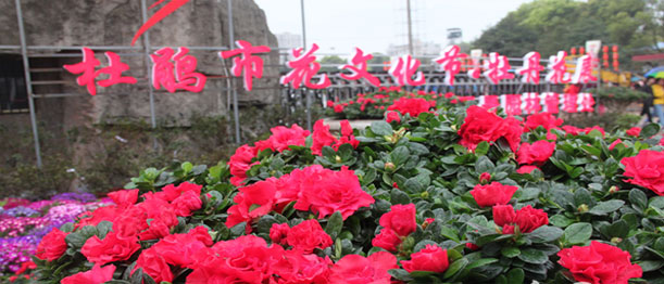 “杜鹃市花文化节·牡丹花展”在娄底石马公园开幕
