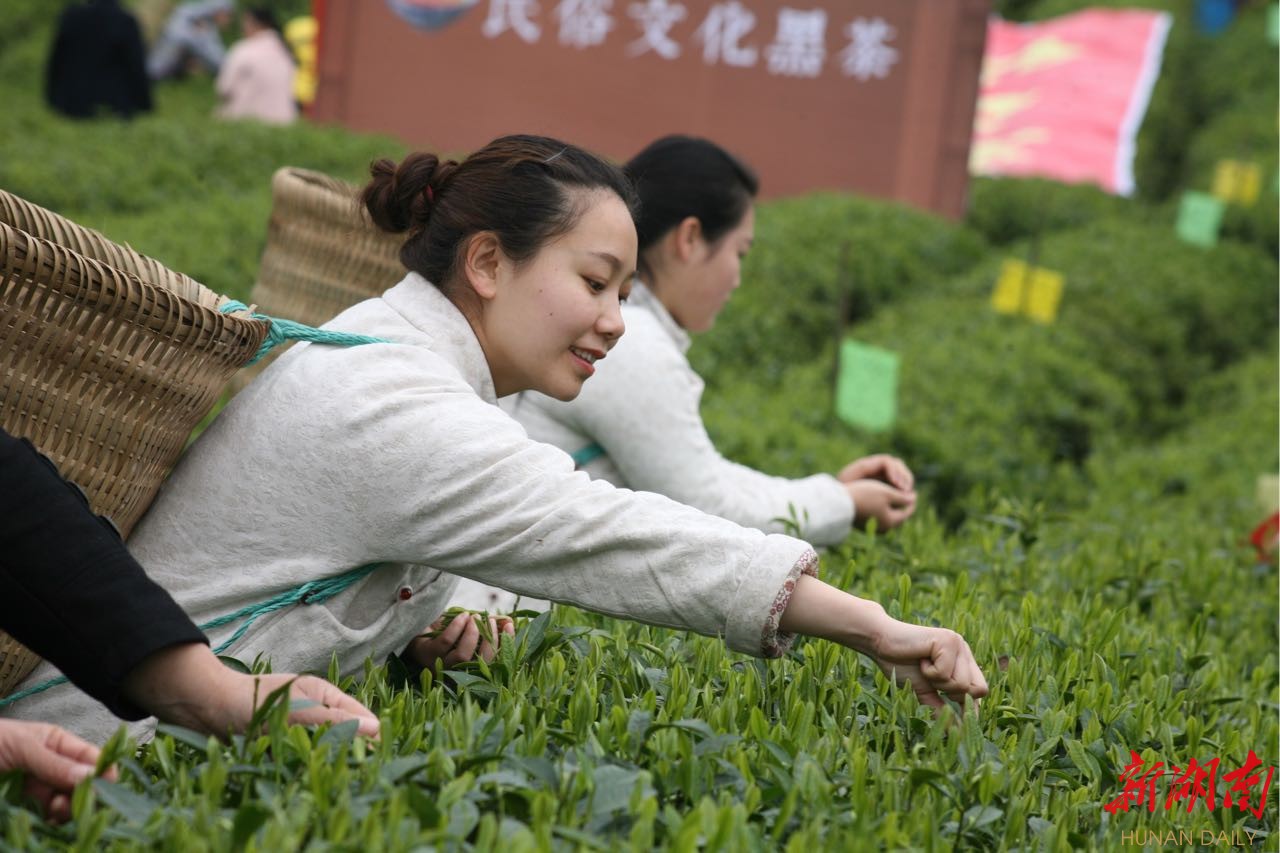 (茶女在万亩茶园采摘茶叶)