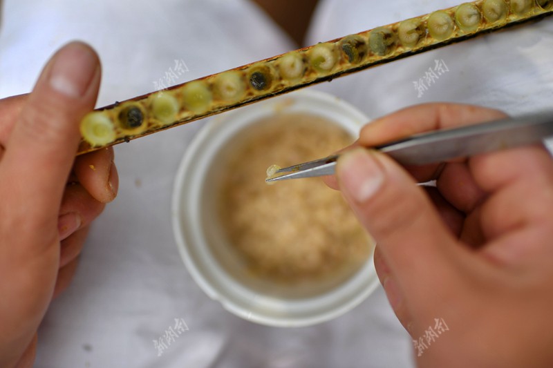 蜂蛹,蜂巢蜜,花粉等蜂产品加工成美食,成为蜜蜂主题餐厅特色.