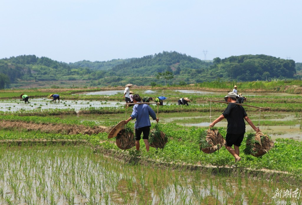 四月春耕正当时,手工插秧却离我们渐行渐远