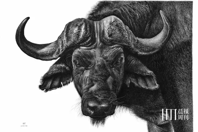 钢笔画《牛》