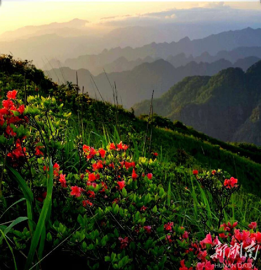 燕子山杜鹃花开惹人醉