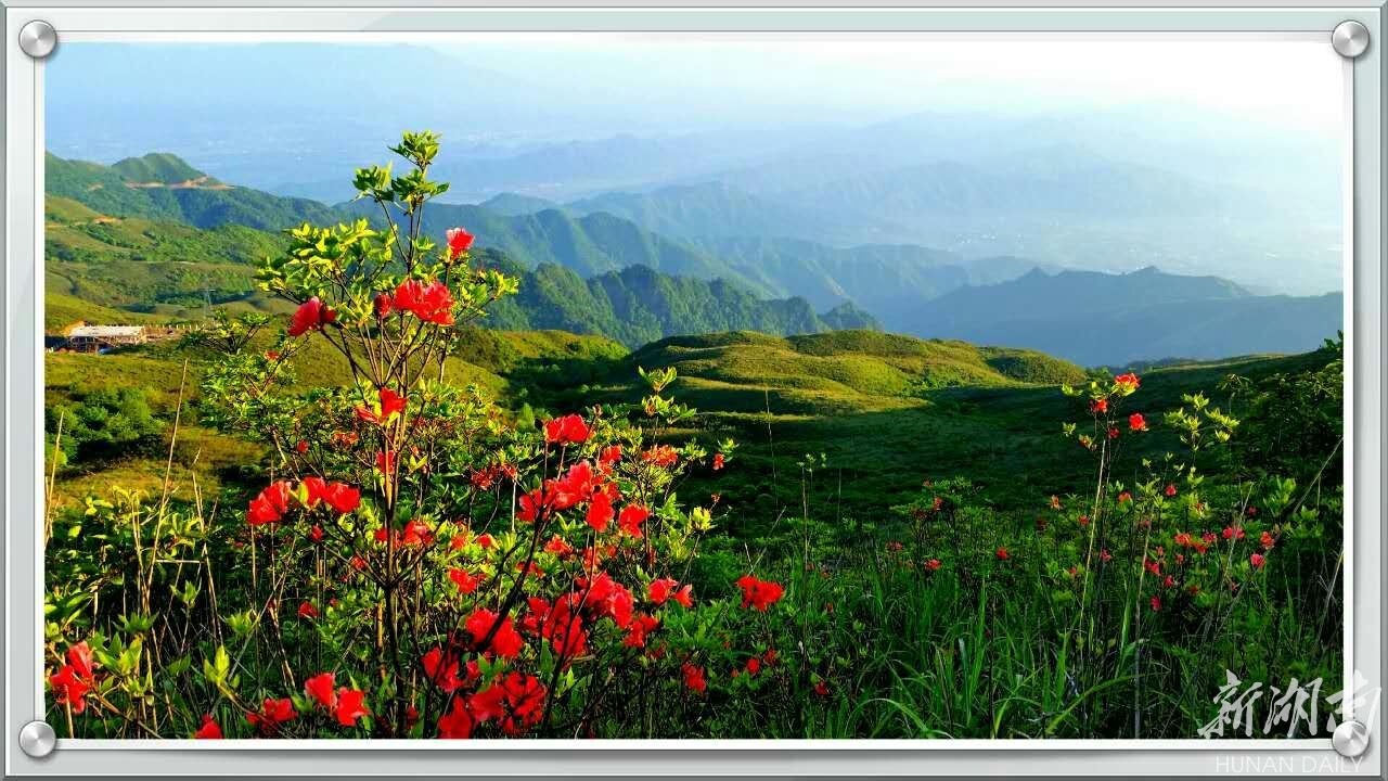 江永燕子山杜鹃花开惹人醉