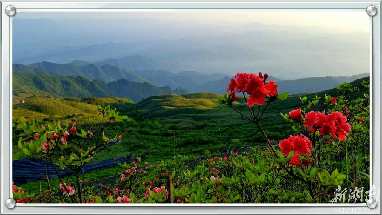 江永燕子山杜鹃花开惹人醉