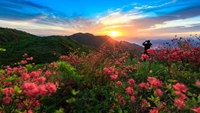 大围山丨杜鹃花海 漫山红遍