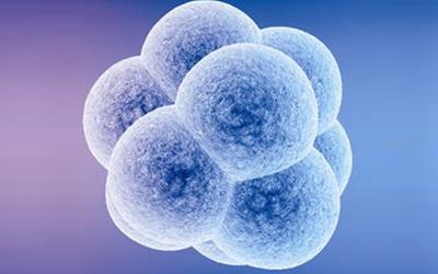 我国研究显示干细胞有望治疗卵巢早衰