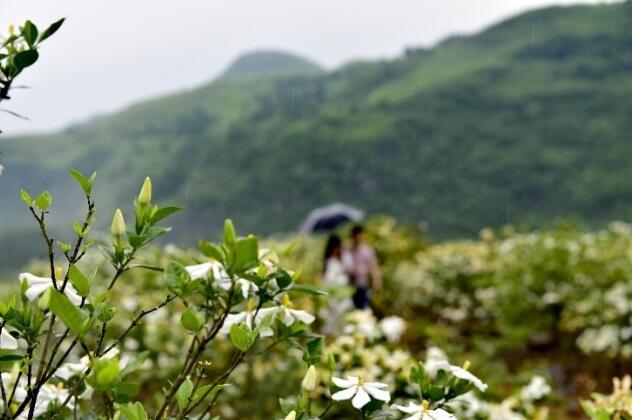 栀子花开，芳香满园