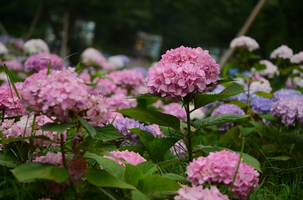 省植物园赏花正当时 5月31日免票开放