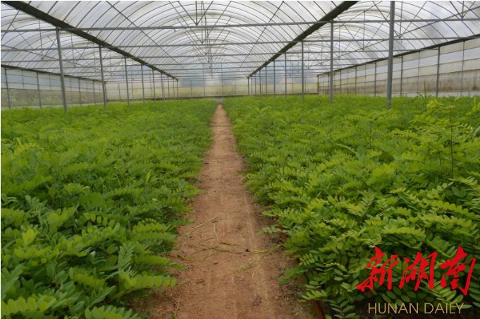 泓森槐种养循环扶贫产业交流会在长沙举行 探索绿色