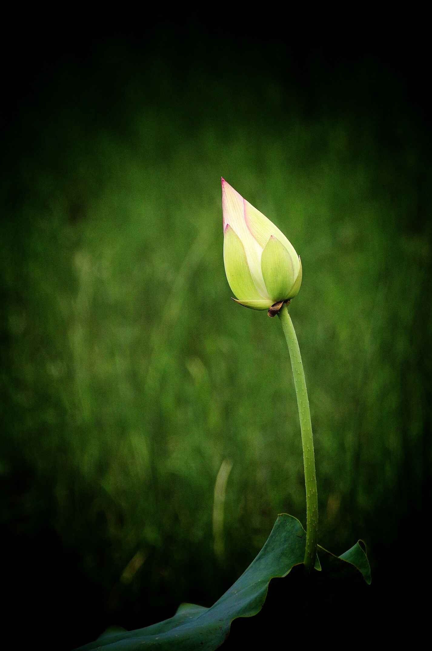 新荷尖尖露浅红-新湖南