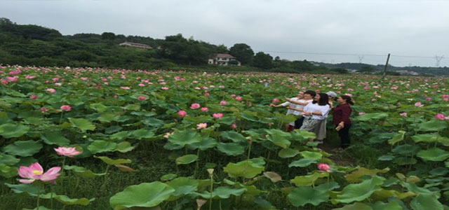 又是一年荷花开
