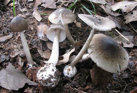 今年已有47起蘑菇中毒，9人因此丧生