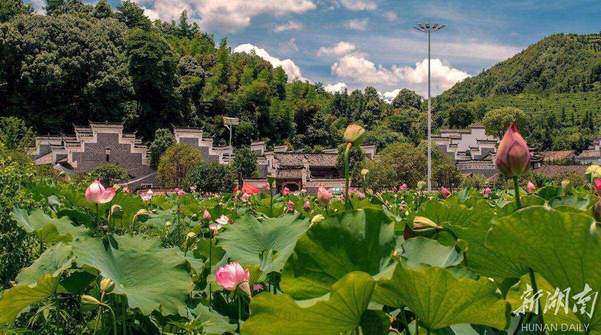 醴陵枫林镇|将军故里 醉美荷香