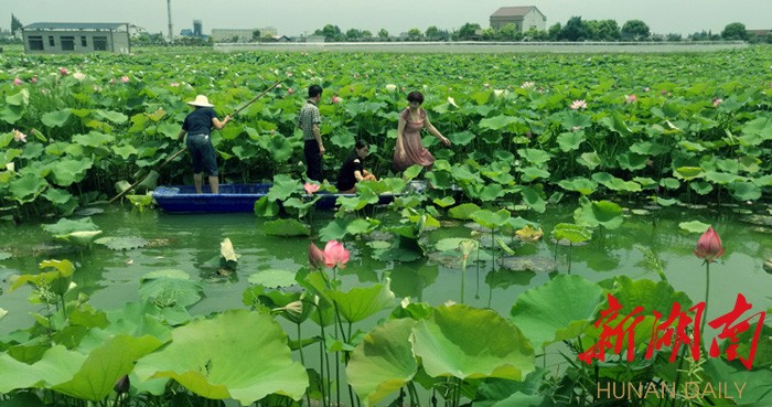 安乡首届荷花节7月17日开幕