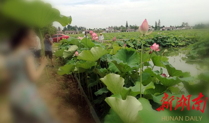 安乡首届荷花节7月17日开幕