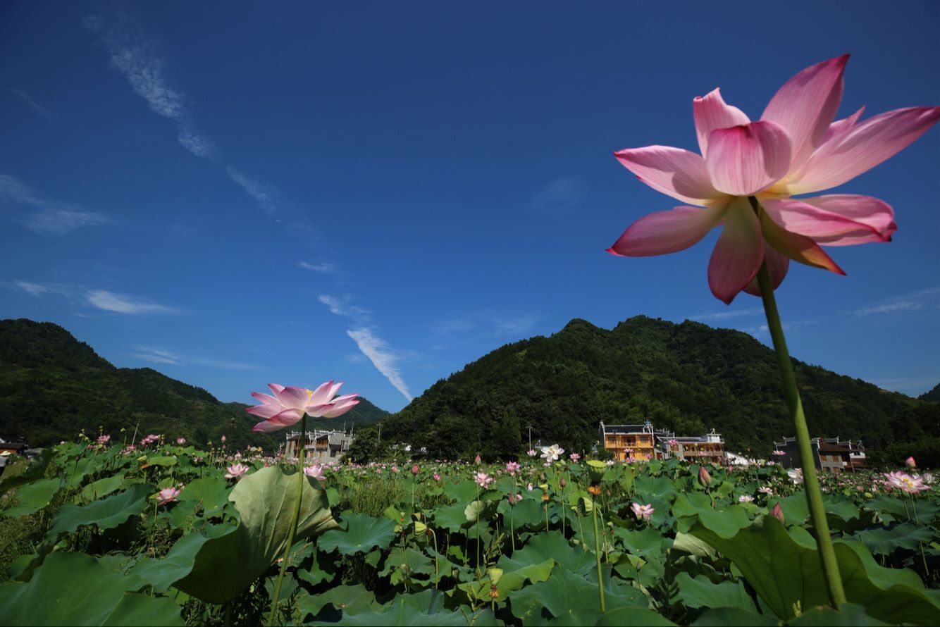 张家界：盛夏荷花别样红 乡村旅游添美景
