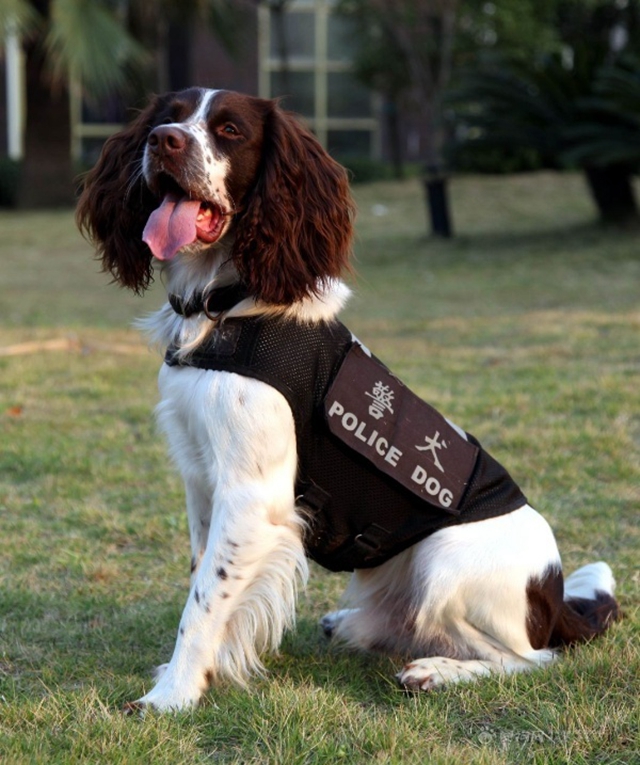 它们是长沙公安的警犬,却活成了盖世英雄的模样