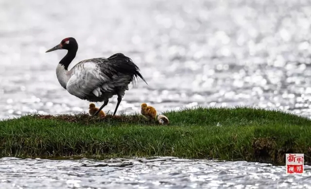 黑颈鹤宝宝的顽强生存记