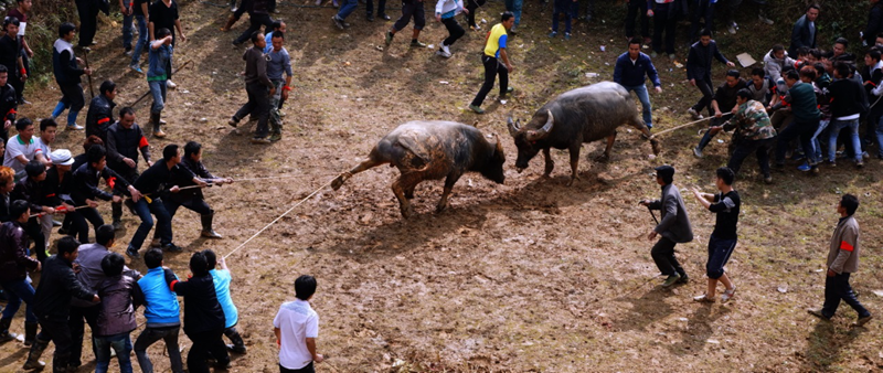 孔明山苗寨的斗牛习俗