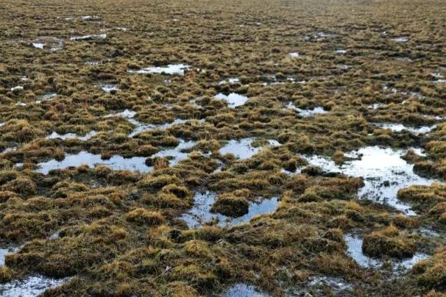 红军走过的沼泽地.