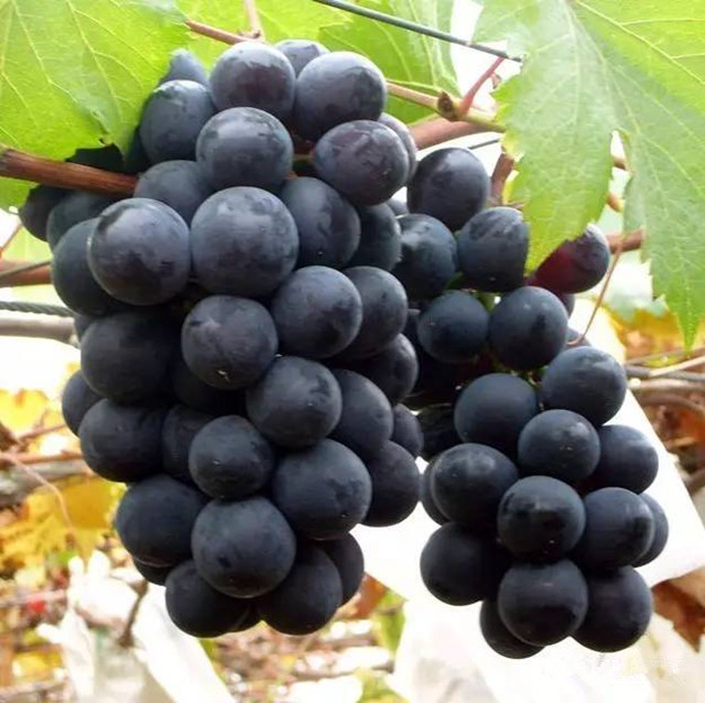 葡萄节上品种多