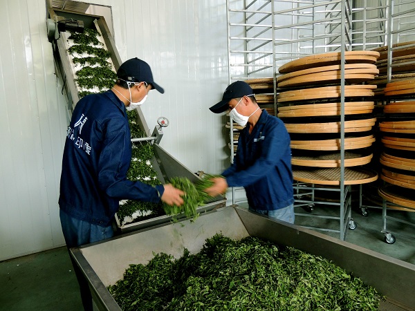 公司生产车间 员工在选茶