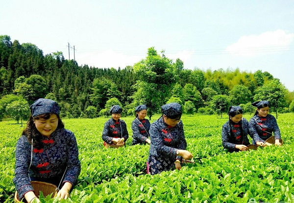 春峰富硒茶业生态观光园内,茶树与桂花树配套栽种相映成景,高低搭配