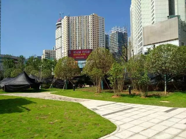五一绿化广场即将崭新绽放 - 新湖南