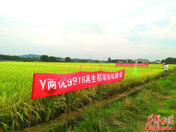 产量不输双季稻,第二季更是优质"绿色稻" 目前我省已经推荐10个再生稻