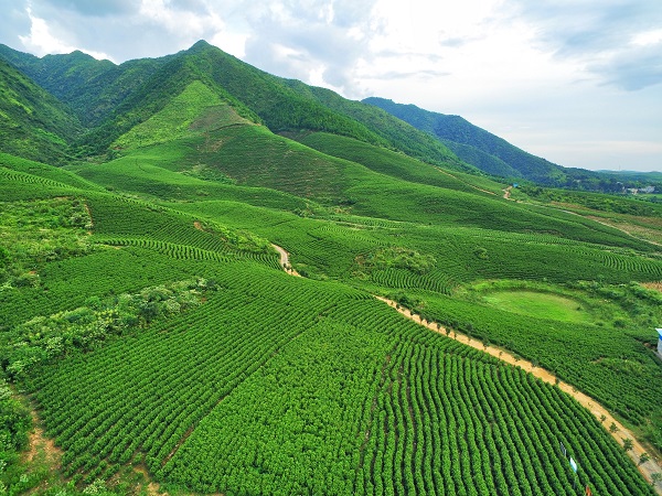 形容盛产茶叶地区

的美称（形容盛产茶叶地区

的美称有哪些）《形容茶叶种类繁多的成语》