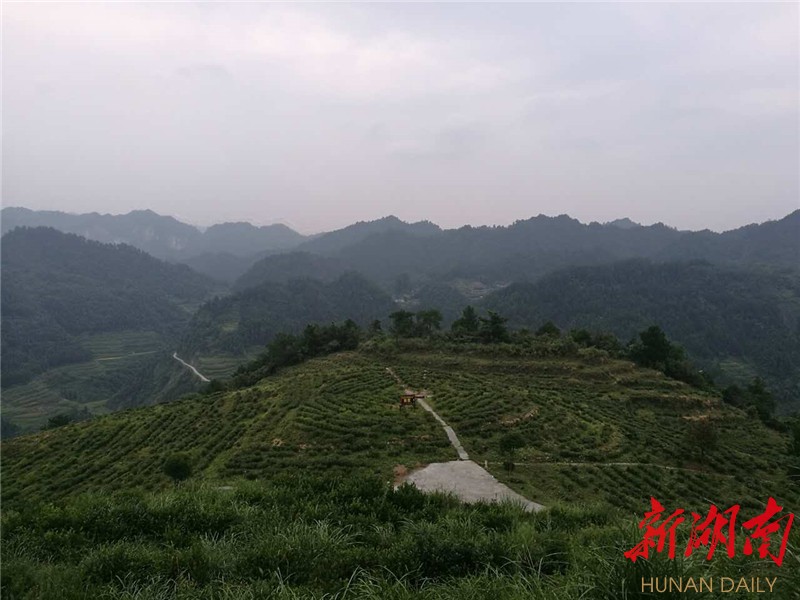 古丈茶旅融合"融"出茶乡发展新路子
