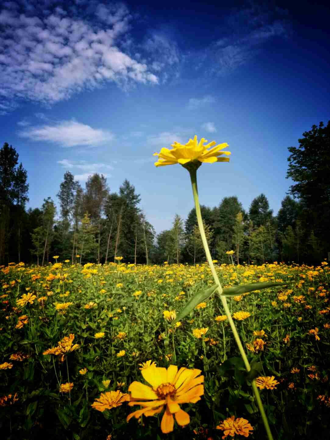 吴英杰摄于张家界琵琶洲花海