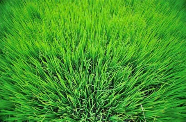 【看图说理】树不能失水 人不可泄气 - 看图说理 - 看图说理 - 华声