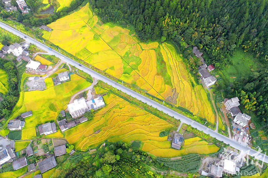 9月26日,桂东县大塘镇,庄稼熟了,稻田铺上了金色,村民即将收获劳动