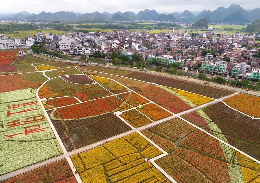 10月12日,宁远县湾井镇下灌古村,花海构成一幅美丽新画卷.