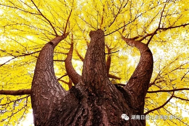 《黄金树》《大美河山》《紫鹊之晨》《翱翔》《千年守望》《静》