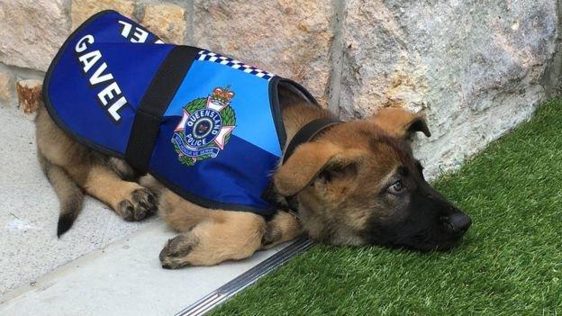 k-9警犬部隊以拉布拉多犬,德國牧羊犬和金毛獵犬為主.