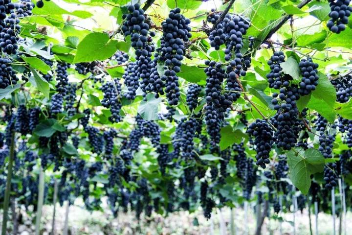 一排排葡萄树,枝繁叶茂,成熟的葡萄一串串低垂,压弯了枝.