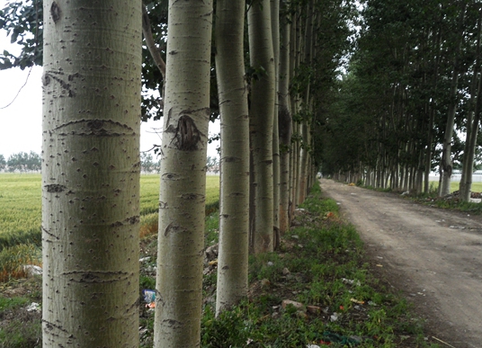 沅江清除南洞庭湖核心区欧美黑杨