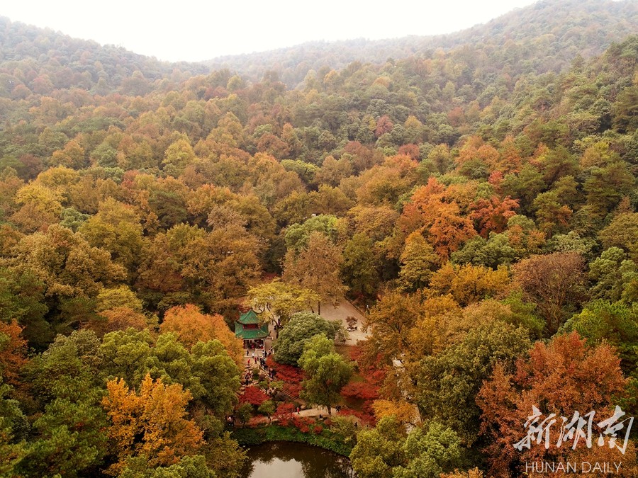 航拍长沙岳麓山看漫山红遍层林尽染美得不像话