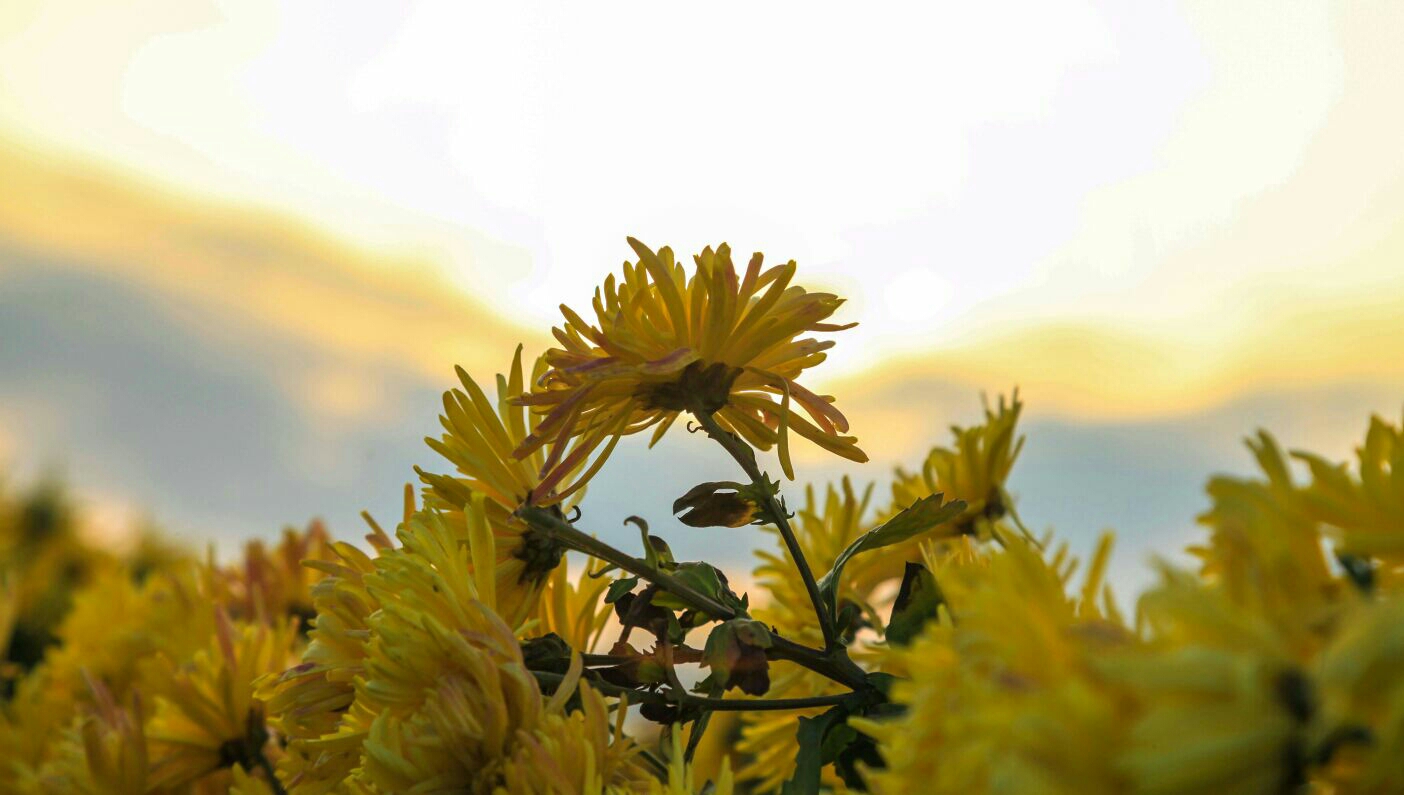 夕阳菊花心