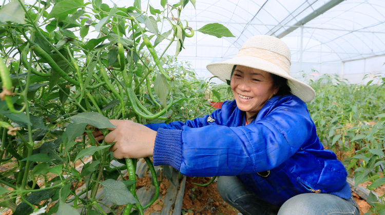 湖南靖州：“菜园长工”日薪100元