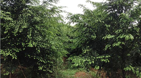 红豆杉种植成本利润