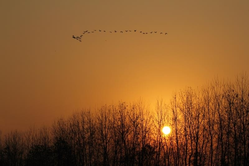 夕阳西下,大雁南飞