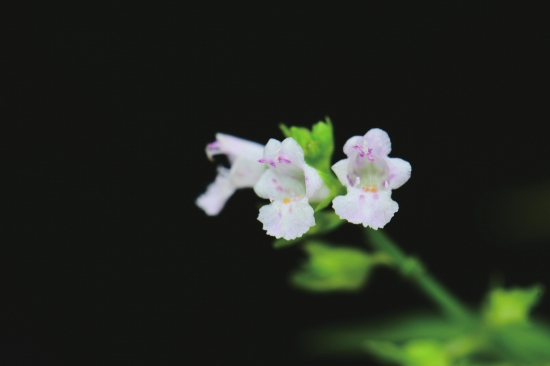 通道县·藤竹草.