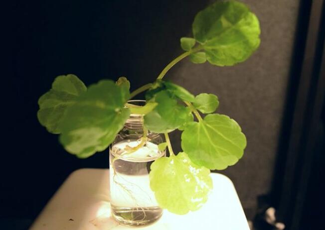 麻省理工学院科学家培育出发光植物 可以代替电灯