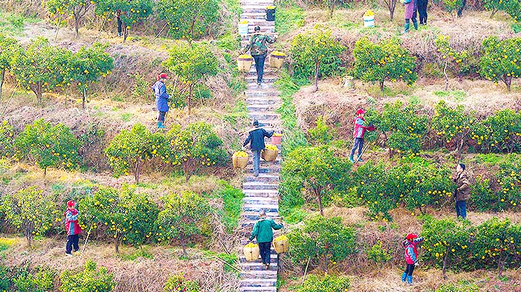 “黄金贡柚”变黄金